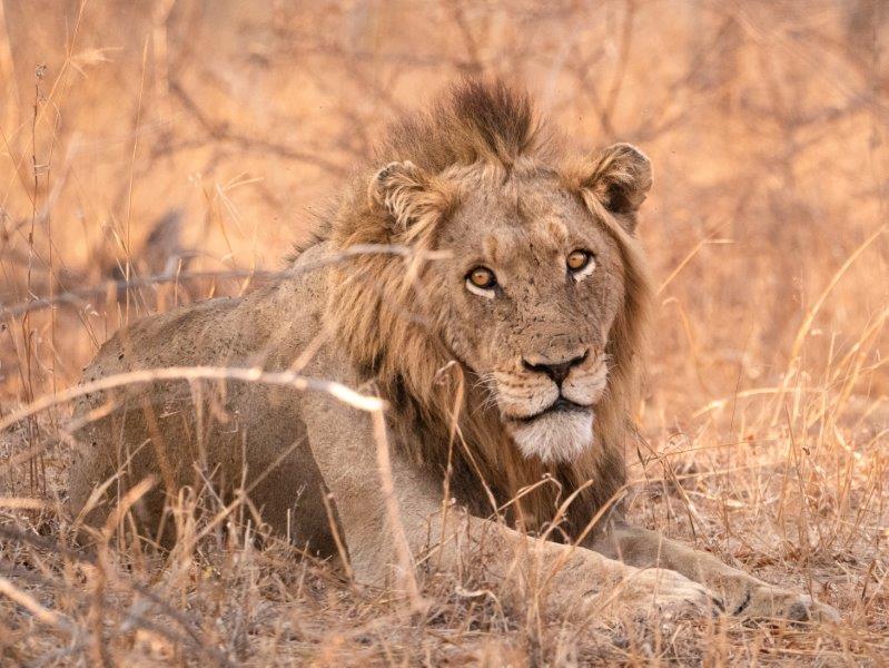 Male lion at Nkorho