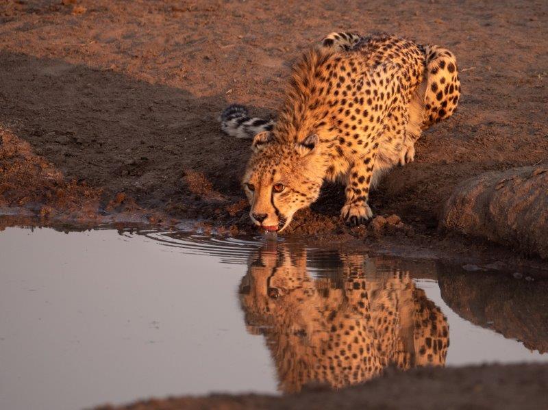 Cheetah drinking Nkorho