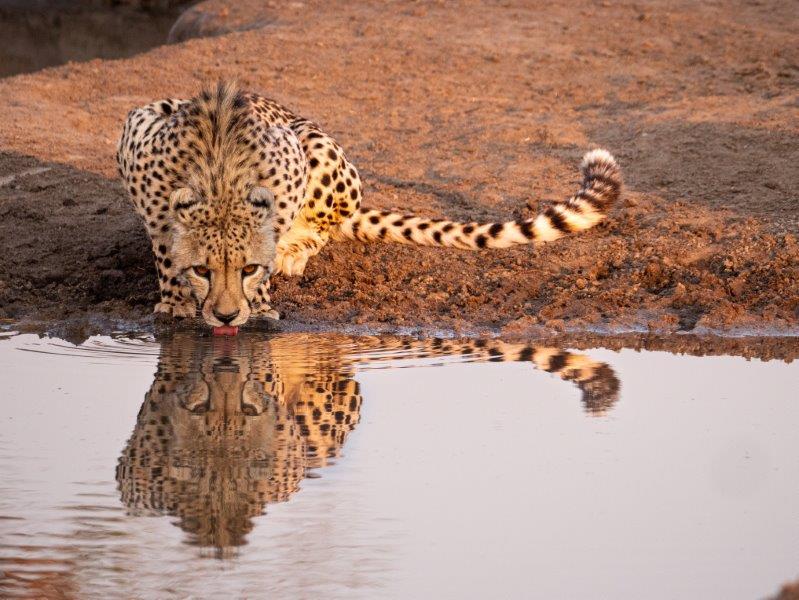 Cheetah drinking Nkorho