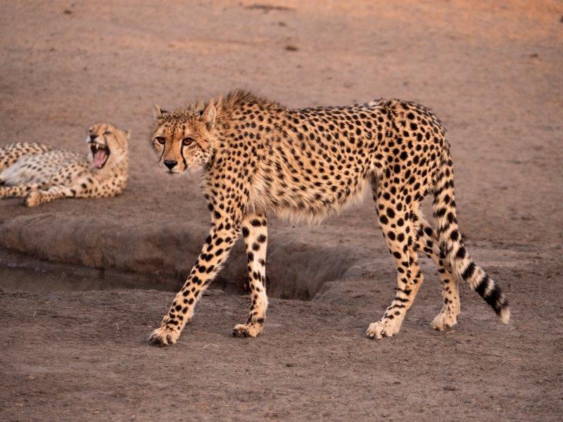 Cheetahs at Nkorho waterhole