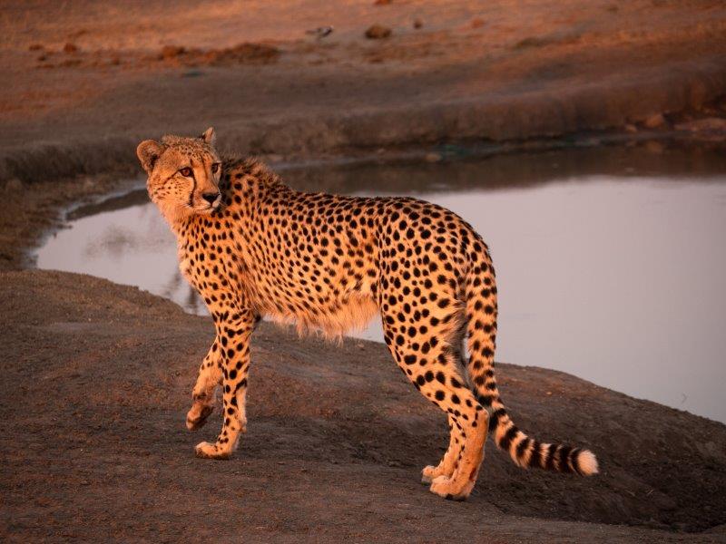 Cheetah in last sun at Nkorho waterhole