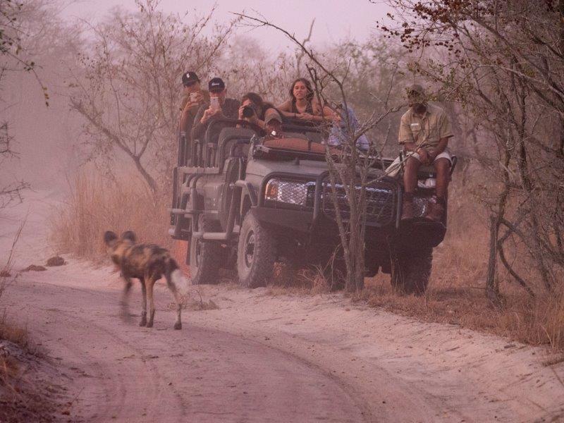 Wild dog walking past vehicle at dusk