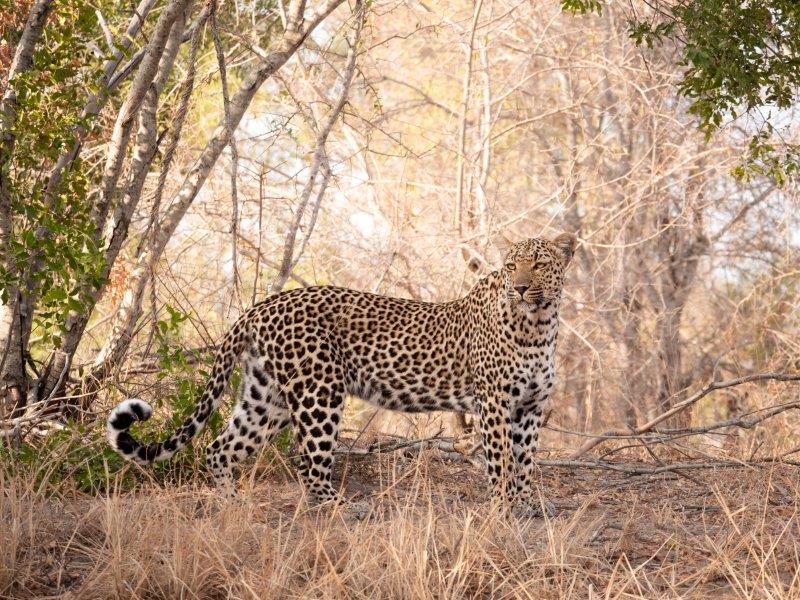 Leopard at Nkorho