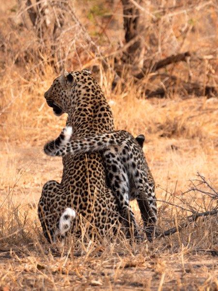 Leopard and cub