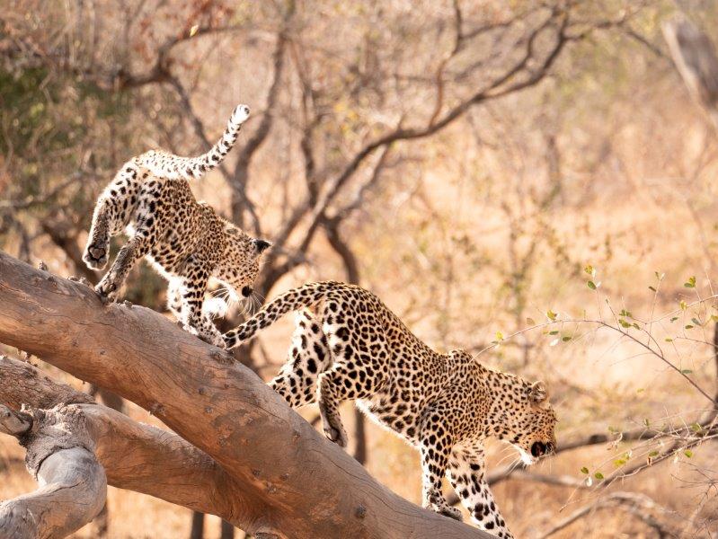 Leopard and cub Nkorho