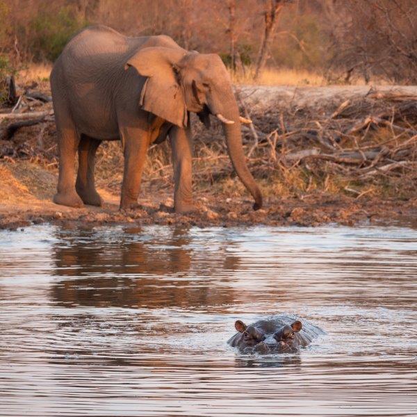 Hippo in water in front of elephant at Nkorho