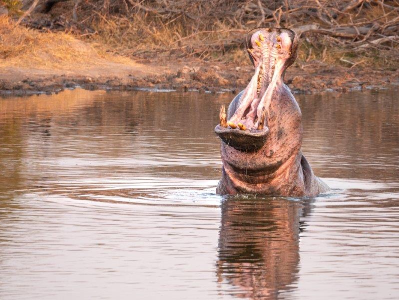 Hippo yawning