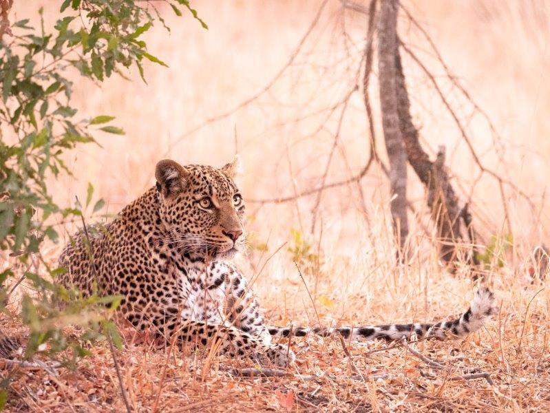 Leopard lying down