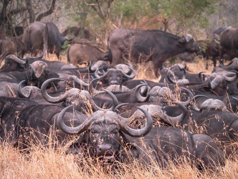 Buffalo herd lying down Nkorho