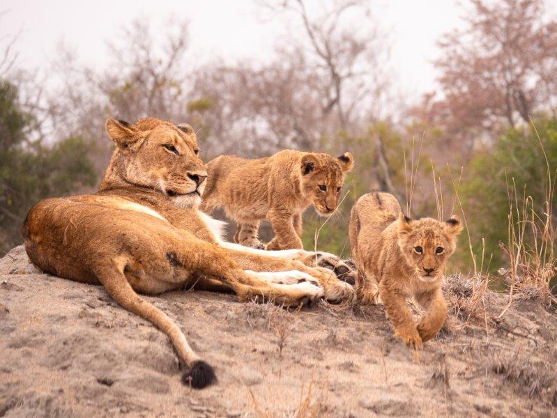 lioness and two cubs