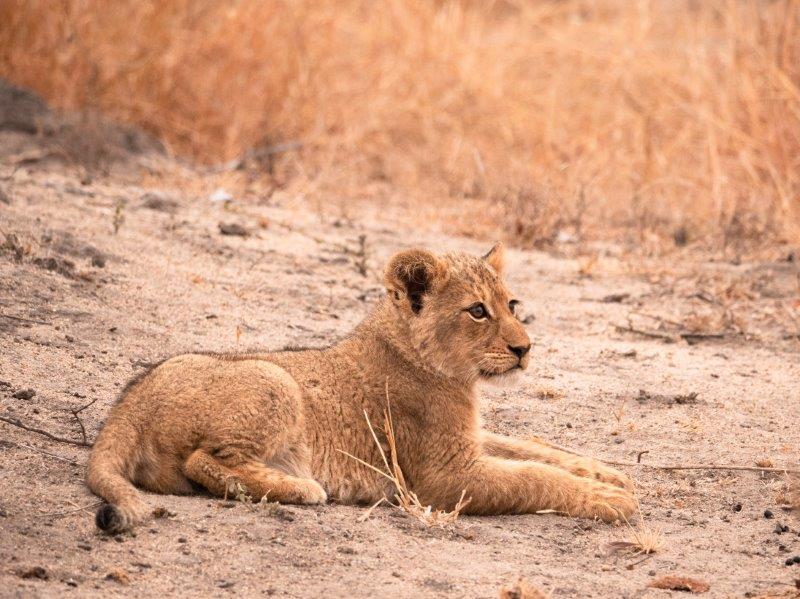 Lion cub Sabi Sands