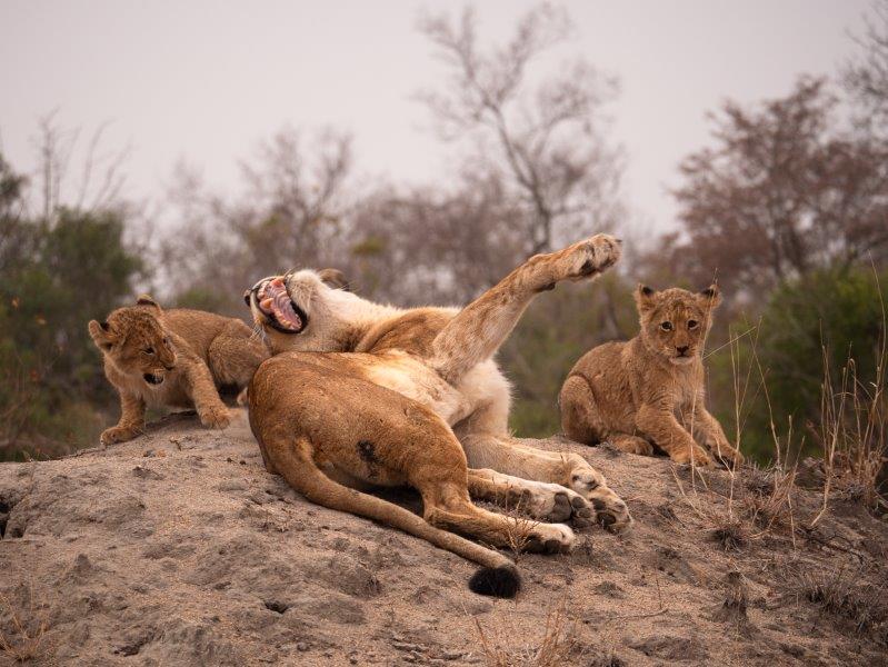 Lioness snarling at lion cub