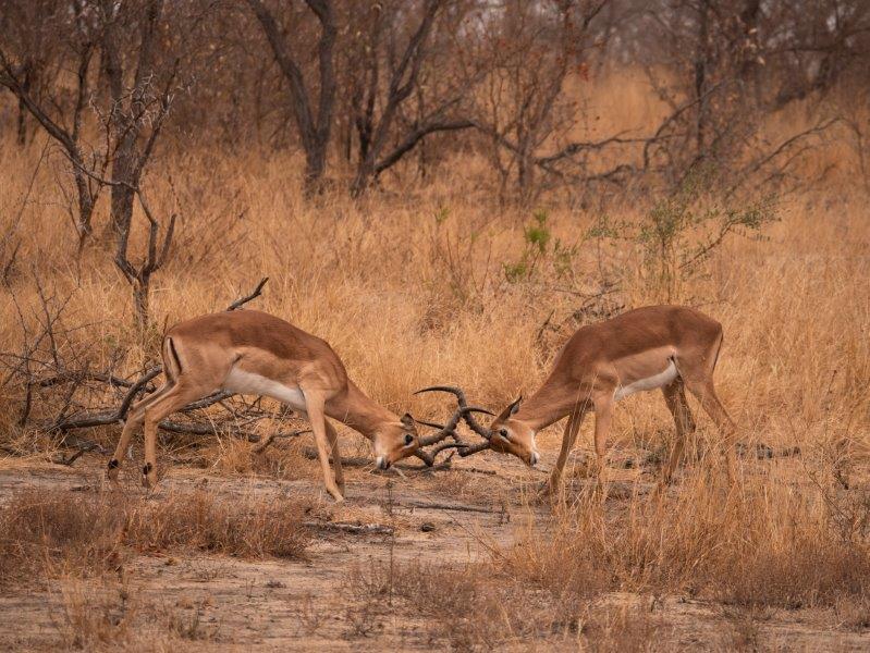 Impalas fighting Nkorho