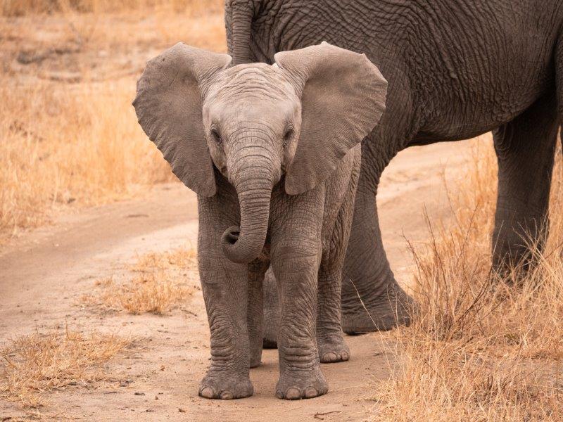 Baby elephant