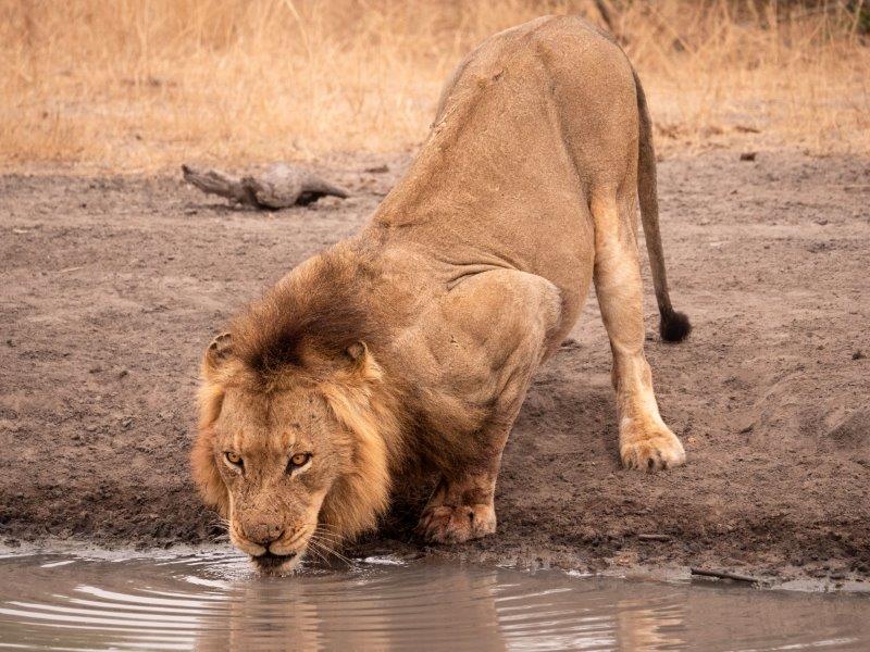 Male lion drinking Nkorho