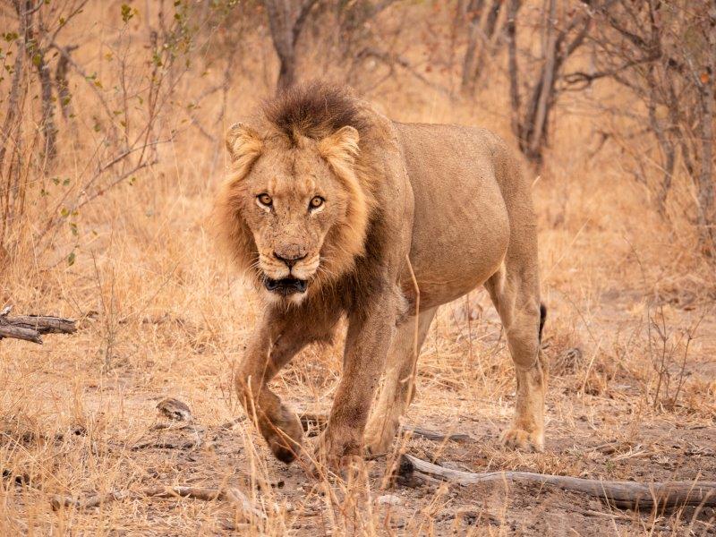 Male lion staring at camera