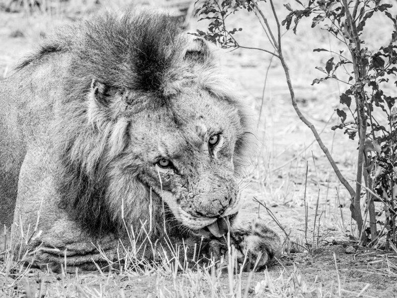 Male lion grooming