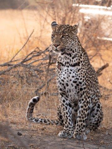 Leopard standing at Chitwa Chitwa