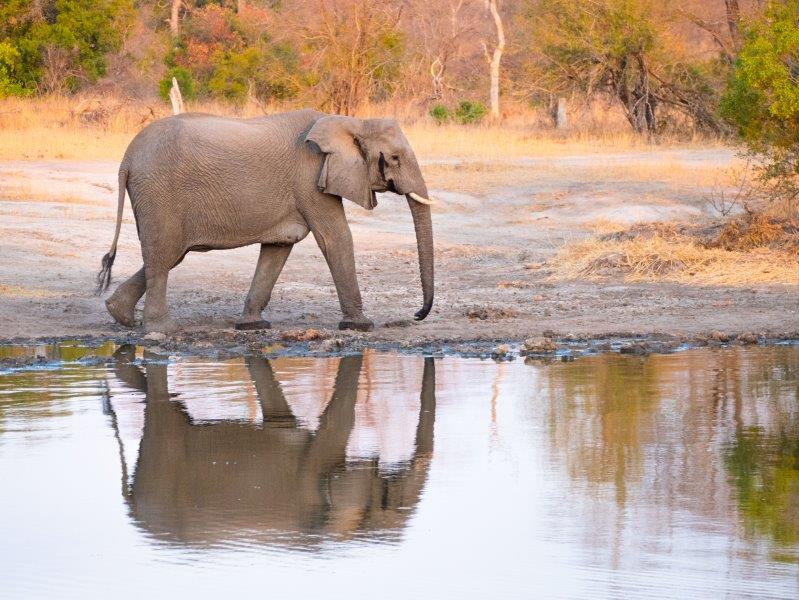 Elephant reflection Nkorho