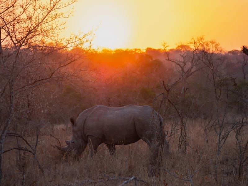 Rhino in sunset