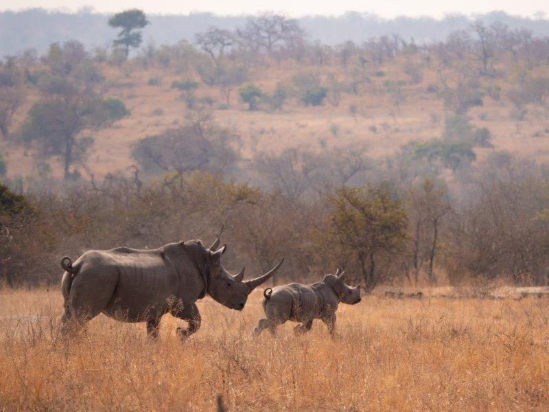 mum and baby rhino running in Kruger