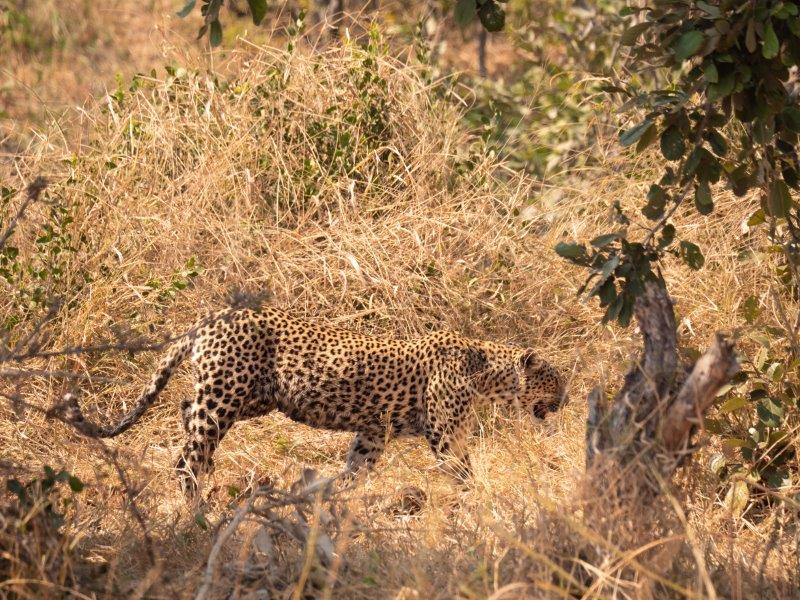 Leopard Kruger