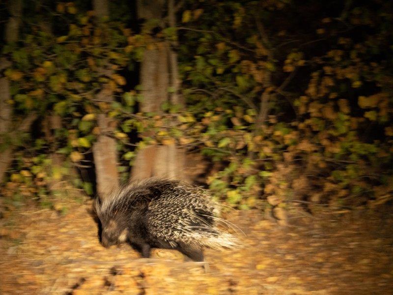 Porcupine at Letaba