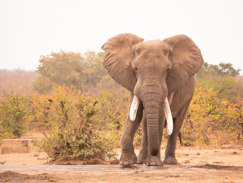 Elephant bull standing at waterhole in Kruger