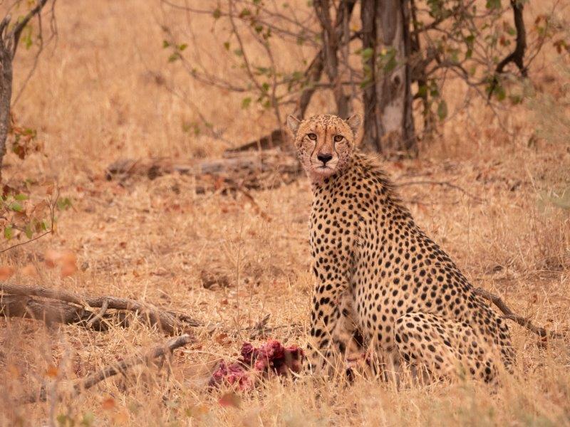 Cheetah on kill Kruger