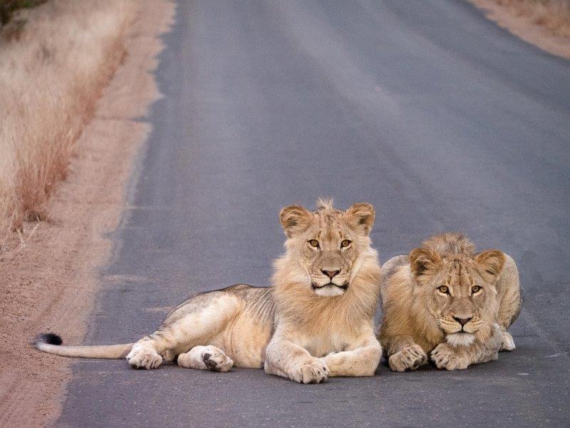 Lions on road near Letaba