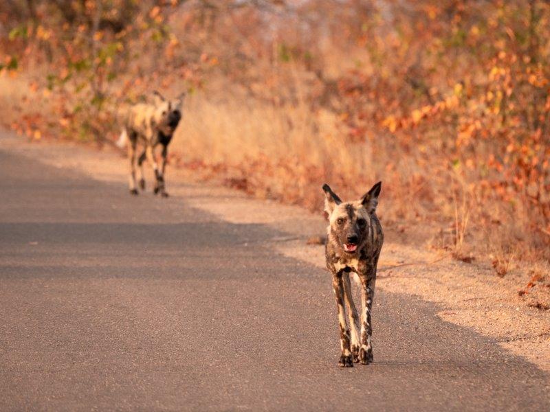 wild dogs in Kruger