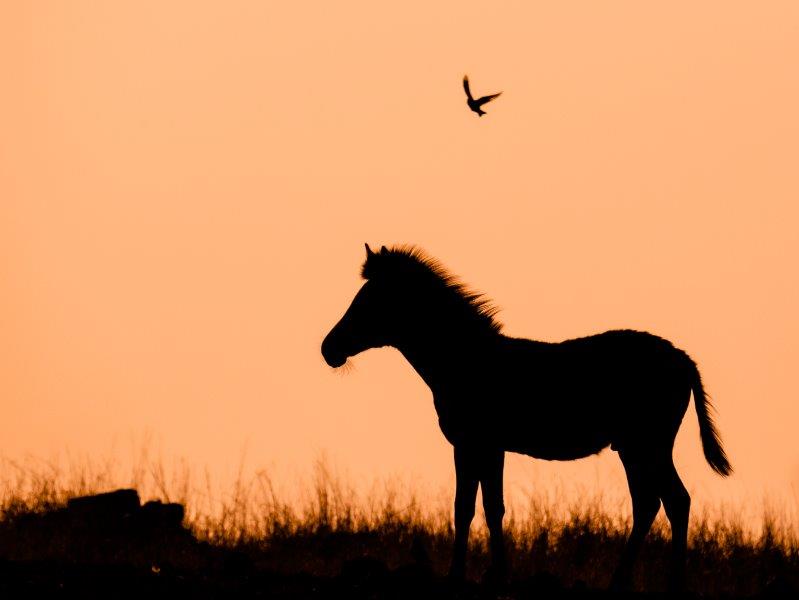 Zebra at sunrise in Kruger