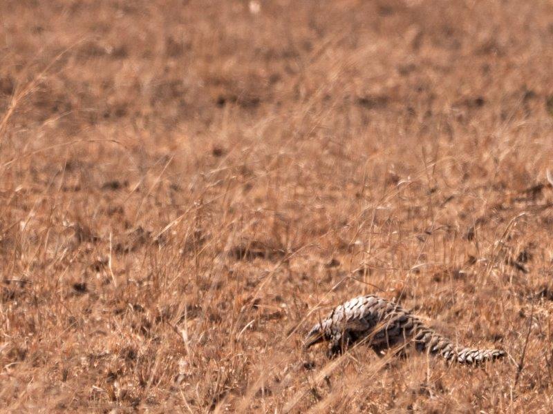 Pangolin in Kruger