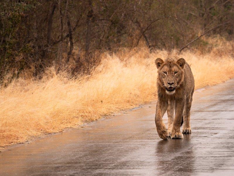 Lion walking on road in Kruger