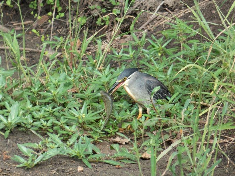 Green backed heron with fish in mouth