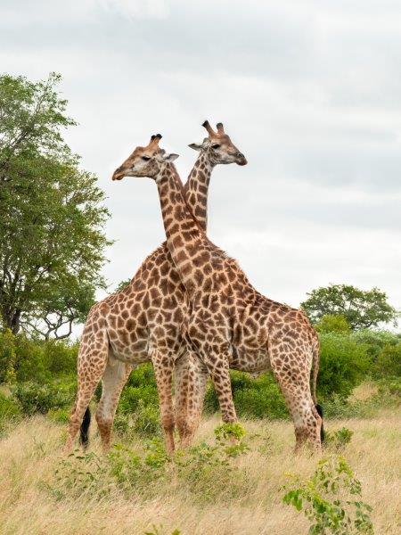 Two male giraffes