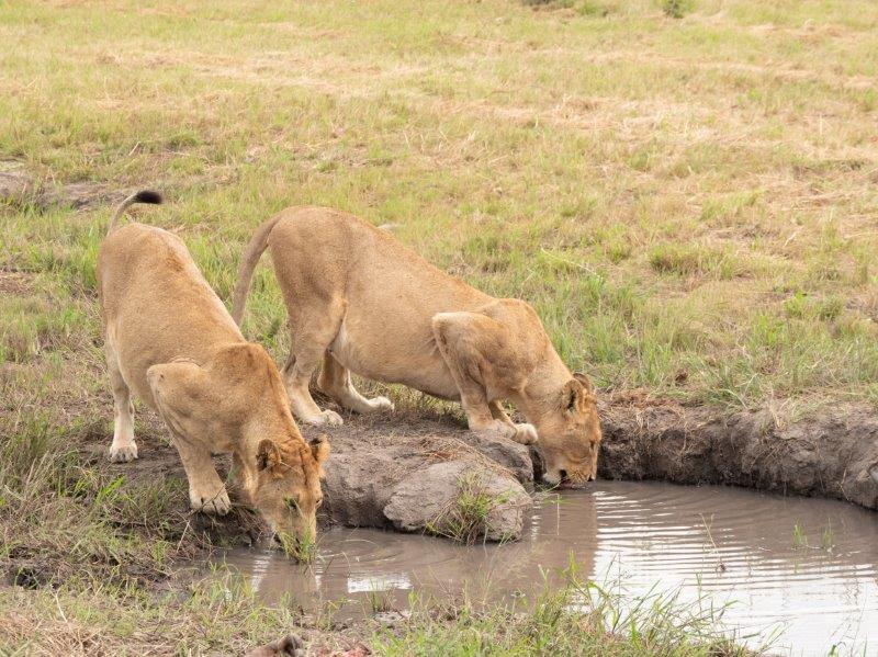 lionesses drinking