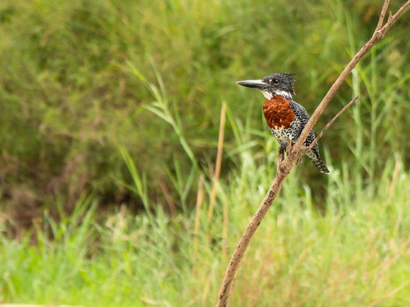 Giant kingfisher