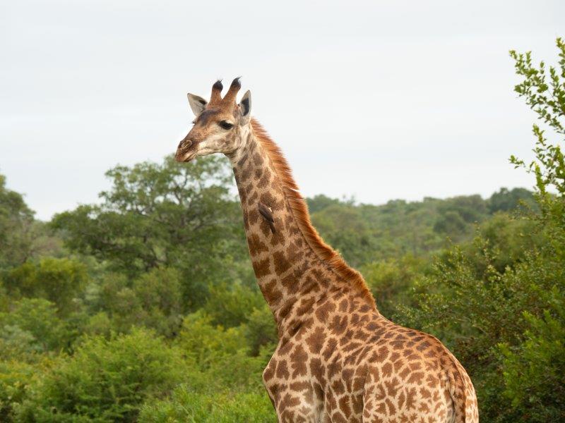 Giraffe