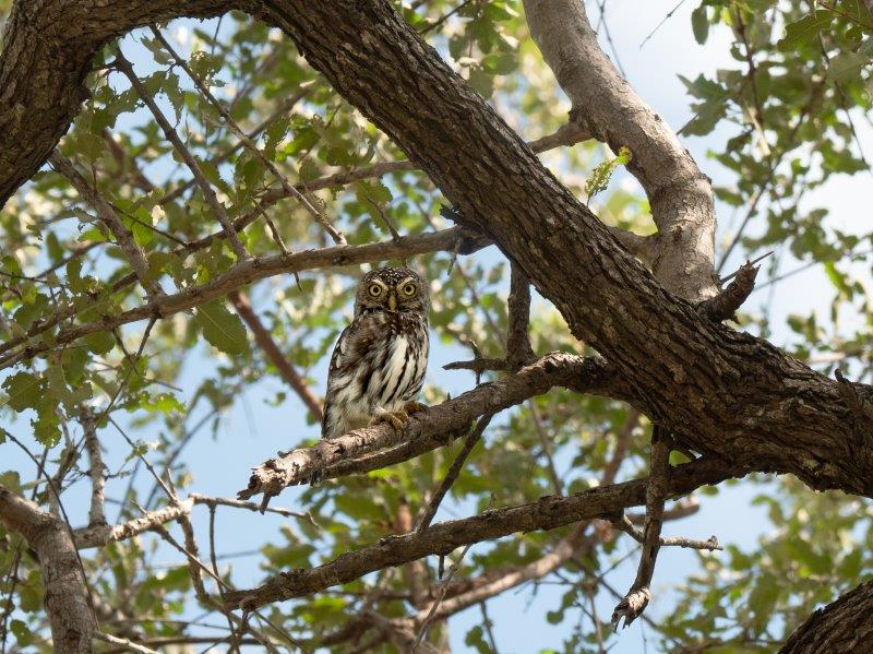 Pearl spotted owlet