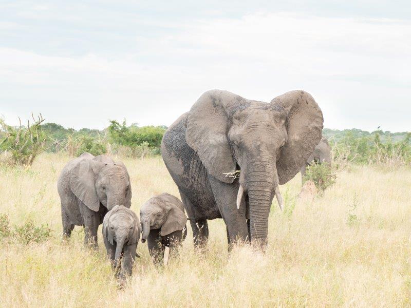 Elephant family