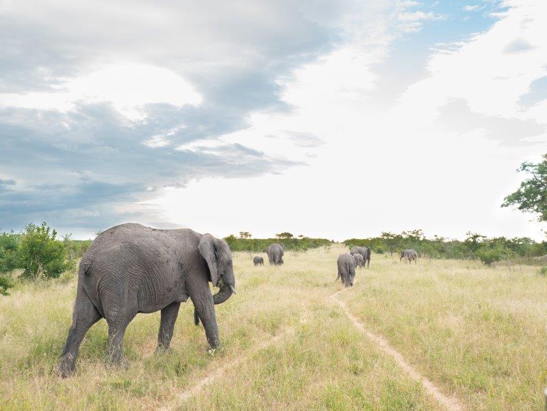 Elephants walking with stormy skies