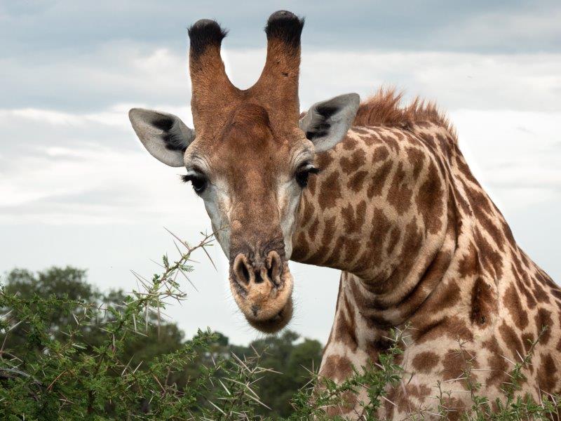 Giraffe looking at camera