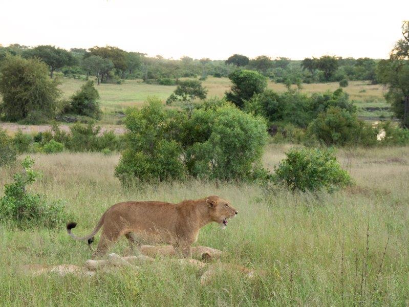 lioness walking