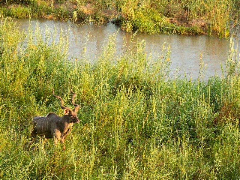 Kudu walking in reeds