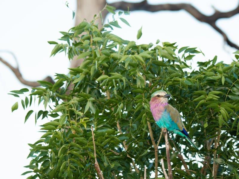 Lilac breasted roller