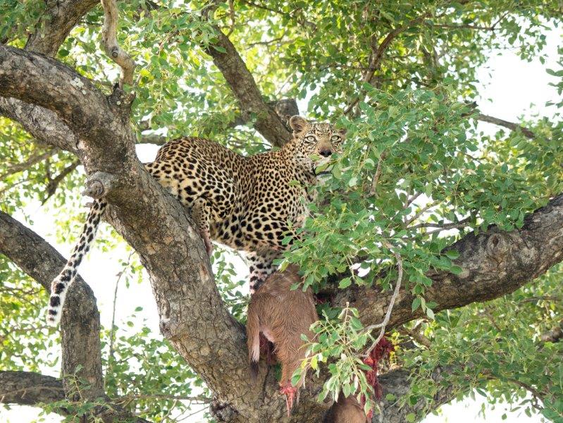 Leopard in tree with kill