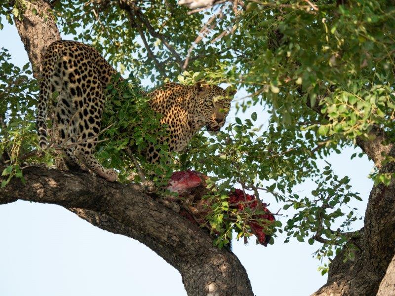 Leopard in tree with kill