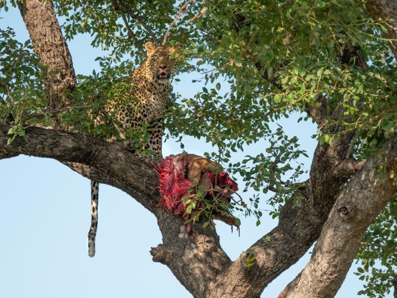 Leopard in tree with kill