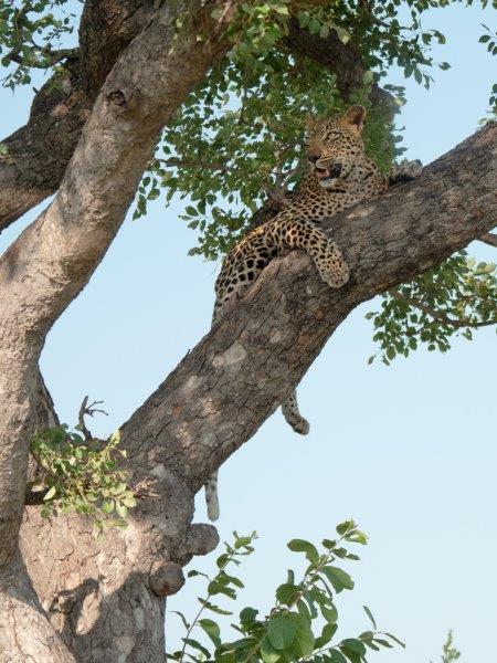 Leopard in tree Sabi Sands